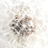 Dandelion's Heartbeat I Prints by Sarah Deluca