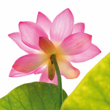 Rosy Lotus Flower Posters
