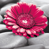 Marguerita On The Rocks Affiches