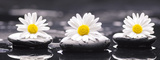 Daisy Chain Prints