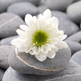 Glossy White Flower Print