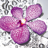 Fresh Orchid Affiches