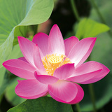 Pink Lotus Flower Prints