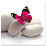 Papillon Posters