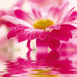 Pink Harmony Print
