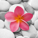 Beautiful Pink Flower Print