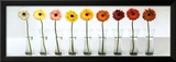 Gerbera Spectrum Prints