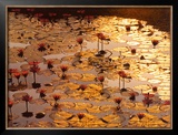 Lotus Pond Poster by Bruno Baumann