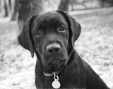 Zoey Poster by Kim Levin