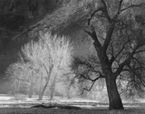 Late Sun on Oaks Prints by Bob Kolbrener