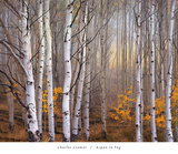Aspen in Fog Posters by Charles Cramer