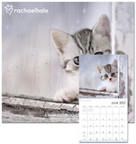 Rachael Hale Cats - 2013 Wall Calendar Calendars
