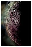 Vino Tinto VII Poster by Jean-François Dupuis