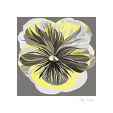 Pansies I Art by Sally Scaffardi