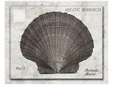Shell: Pectinidae Bivalvia, Scallops Premium Giclee Print by Christine Zalewski