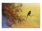 Snow Oak Impressão giclée premium por Chris Vest Snow Oak Impressão giclée premium por Chris Vest