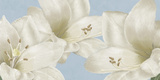 White Amarylis Pósters por Linda Wood