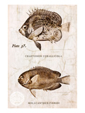 Vintage Fish: Chaetodon Corallicola and Holacanthus Fisheri, Sunburst Butterflyfish and Angelfish Premium Giclee Print by Christine Zalewski