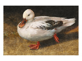 White Duck Impressão giclée premium por Chris Vest White Duck Impressão giclée premium por Chris Vest