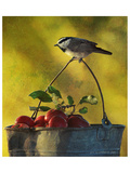 Chickadee Apples Impressão giclée premium por Chris Vest Chickadee Apples Impressão giclée premium por Chris Vest