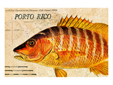 Vintage Color Fish, Porto Rico: US Fish Commission Fish Hawk 1900 Premium Giclee Print by Christine Zalewski