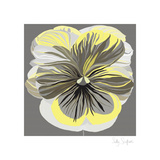 Pansies II Posters by Sally Scaffardi