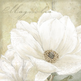 White Magnolia II Prints by Linda Wood