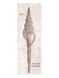 Shell: Gastropoda Cerithiidae, Deep Water Sea Snail Premium Giclee Print by Christine Zalewski