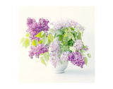 Lilac Bouquet Premium Giclee Print by Judy Stalus