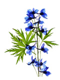 Blauer Rittersporn Giclée-Premiumdruck von Judy Stalus
