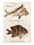 Vintage Fish: Cheilodactylus Vittatus, Morwong and Glyphisodon Sindonis, Damselfish Premium Giclee Print by Christine Zalewski
