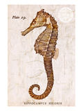 Vintage Seahorse, Hippocampus Hilonis, Sea Horse Premium Giclee Print by Christine Zalewski