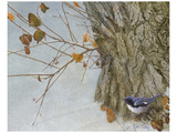 Late Snow Warbler Impressão giclée premium por Chris Vest Late Snow Warbler Impressão giclée premium por Chris Vest