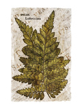 Vintage Fern: Species Ludoviciana, Southern Wood Fern Premium Giclee Print by Christine Zalewski