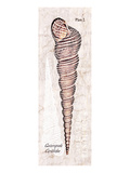 Shell: Gastropoda, Cerithiidae, Mangrove Sea Snail Premium Giclee Print by Christine Zalewski
