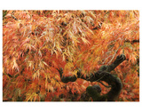 Acer II, Golden Maple Premium Giclee Print by Chris Farrow