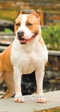 American Pit Bull Terriers - 2013 Two Year Pocket Planner Calendars