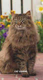 Cat Lovers - 2013 Two Year Pocket Planner Calendars