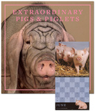 Extraordinary Pigs - 2013 Wall Calendar Calendars