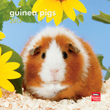 Guinea Pigs - 2013 Mini Calendar Calendars