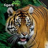 Tigers - 2013 Mini Calendar Calendars