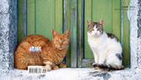 Cats - 2013 Monthly Personal Planner Calendars