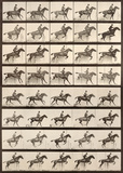 Jumping a Hurdle Poster van Eadweard Muybridge