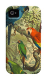Tropical Birds III iPhone 4/4S Case by Cassel 