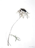 Dry Daisy Edition limitée par Paul Jansen