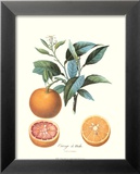 Orange Kunst von Pierre-Antoine Poiteau