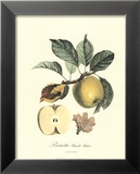 Apple Prints by Pierre-Antoine Poiteau