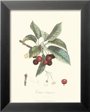 Kirschen Kunstdrucke von Pierre-Antoine Poiteau
