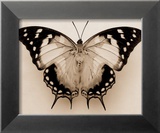 Polyura Pyrrhus, Ventral View Affiches par Raquel Edwards