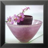 Orchids Prints by H. Orth